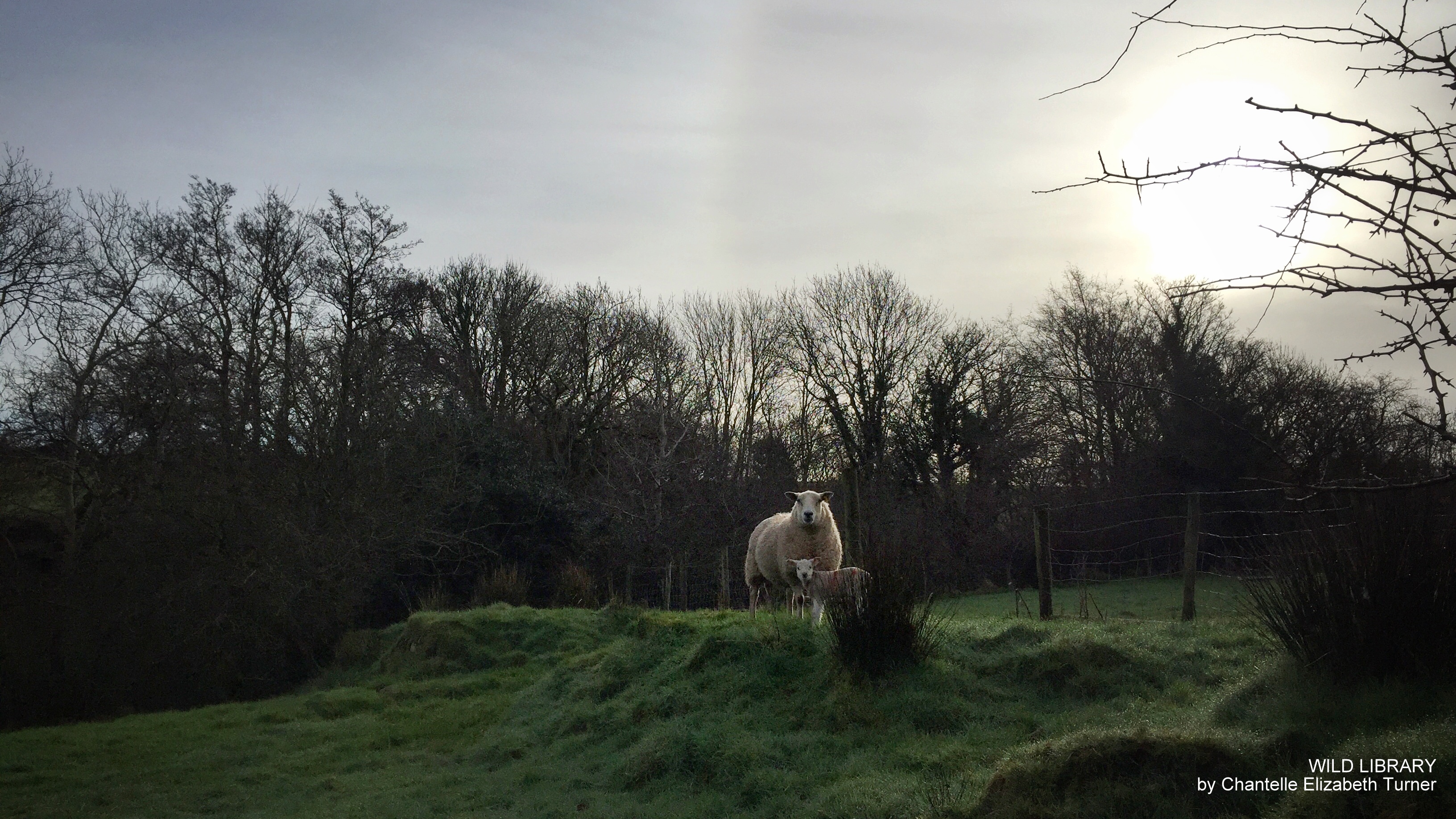 Wild Library_Diary Stories_Life in Donegal_ Chantelle Elizabeth Turner