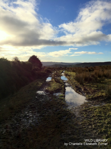 Wild Library Blog_Diary Stories_No time for lonely roads_Chantelle Elizabeth Turner