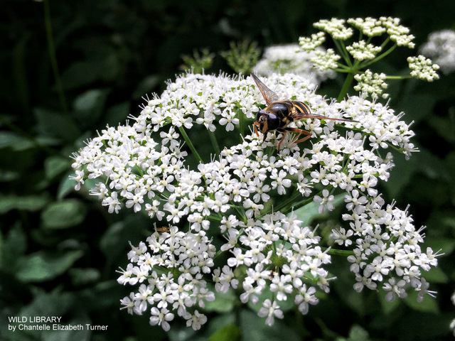 A spider called&nbsp;Jeffrey