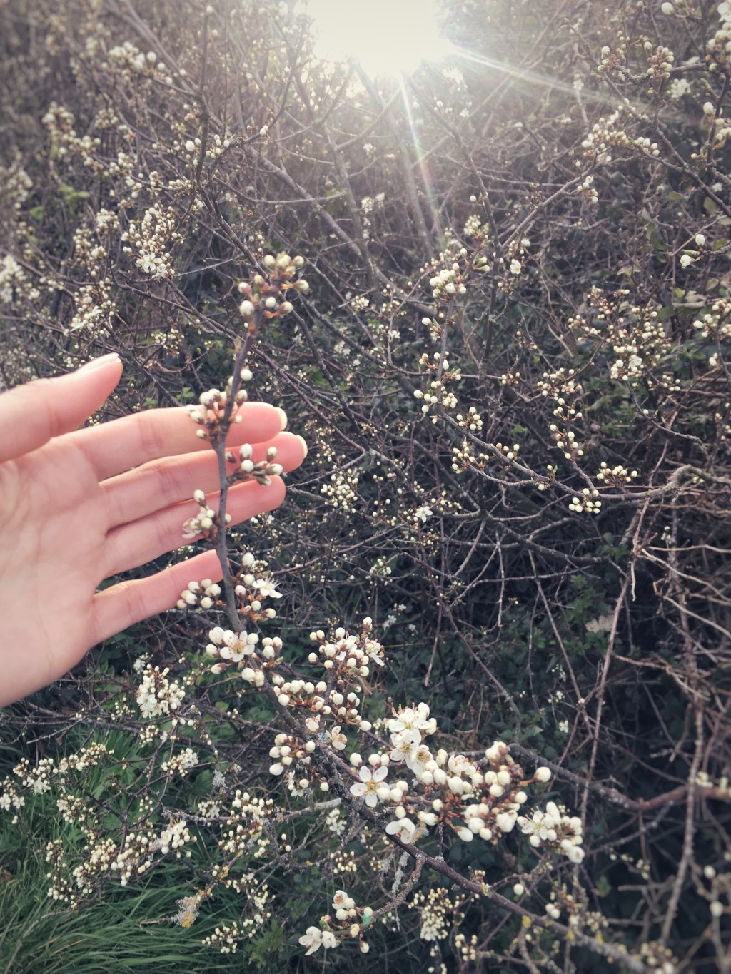 Speed Well and Stay Safe: Identifying Wildflowers in&nbsp;March