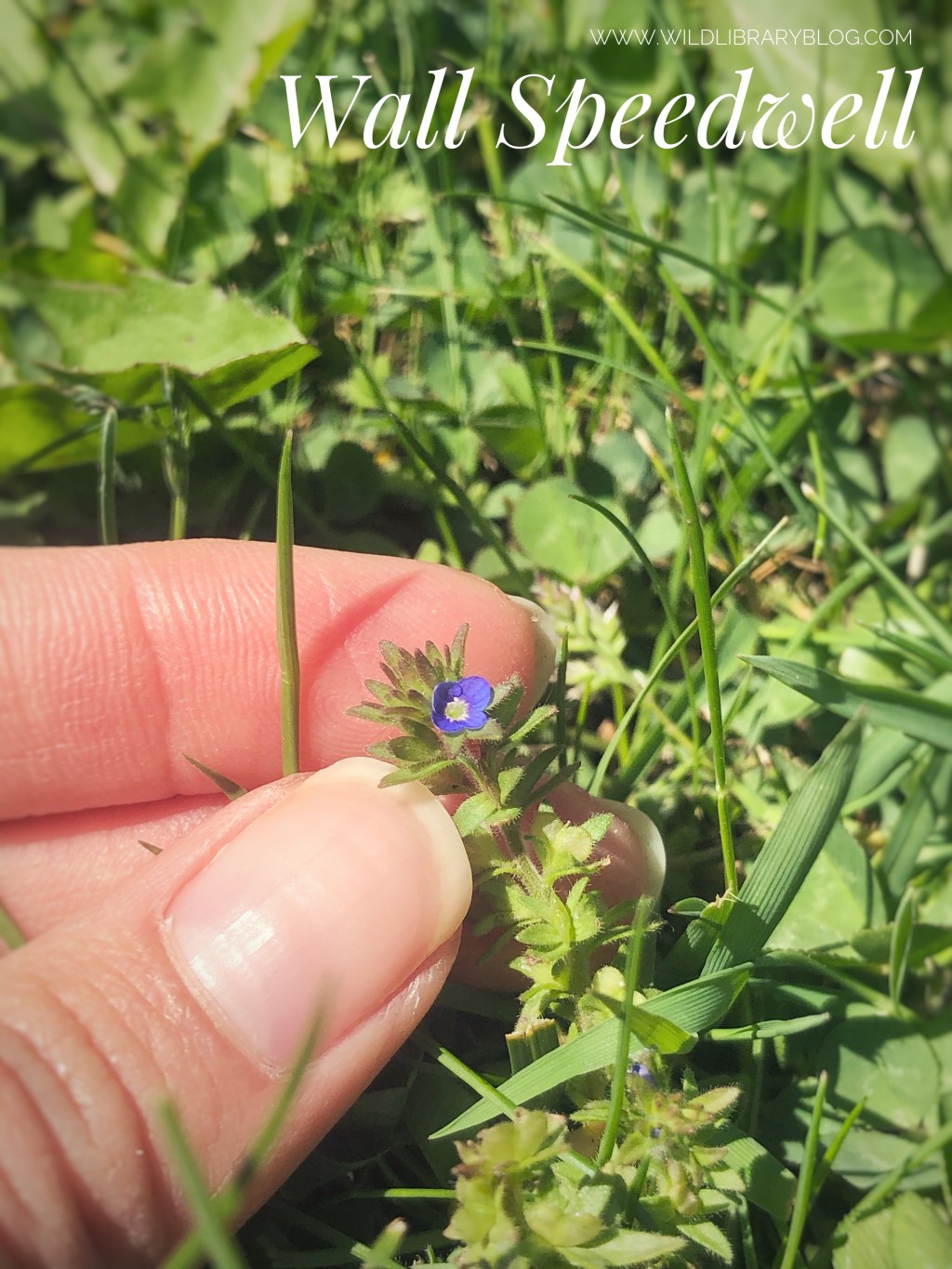 In-Between Spaces and Waiting Places: Identifying Wildflowers in&nbsp;May